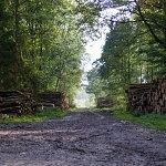 Forest path lined with logs