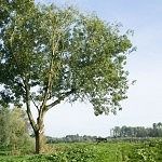 Hillside in het Wisentbos te Dronten