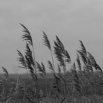 Waving in the storm