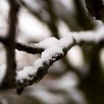 Frozen branche