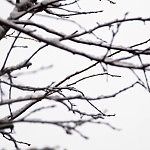 Frozen branches