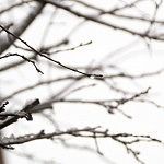 Thawing branches