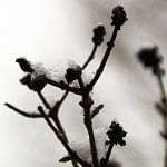 Frosty flower buds