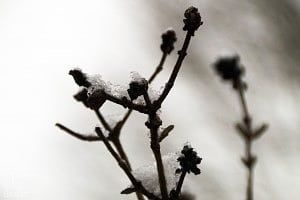 Frosty flower buds