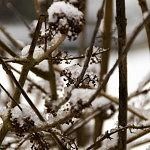 Frosty branches