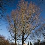 Bomen in de winter