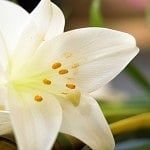 White lily