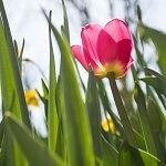 Roze tulp