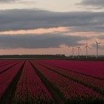 sunrise tulips flevoland