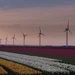 sunrise tulips flevoland