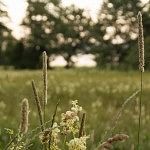 Meadow in the golden hour