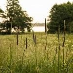 Meadow in the golden hour