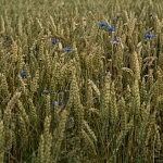 Cornflowers